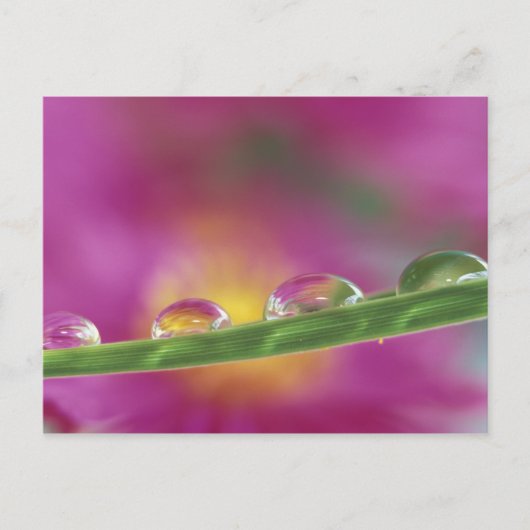 Bild der in Wassertröpfchen gebildeten Aster Postkarte (Vorderseite)