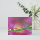 Bild der in Wassertröpfchen gebildeten Aster Postkarte (Stehend Vorderseite)