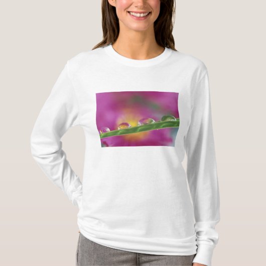 Bild der in Wassertröpfchen gebildeten Aster T-Shirt (Vorderseite)