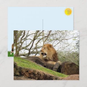 Bild der strahlenden Postkarte von Lion