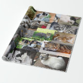 Bild der verschiedenen Katzen Geschenkpapier (Ungerollt)