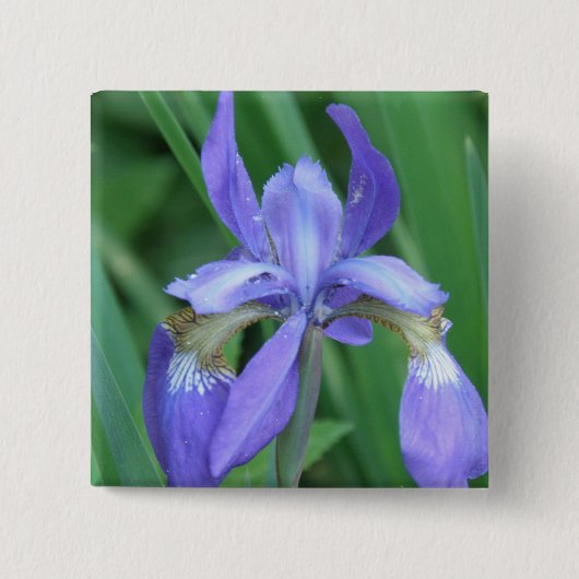 Bild des Iris-Quadrat-Buttons Button (Vorderseite)