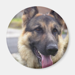 Bild des Schäferhund-Magneten Magnet