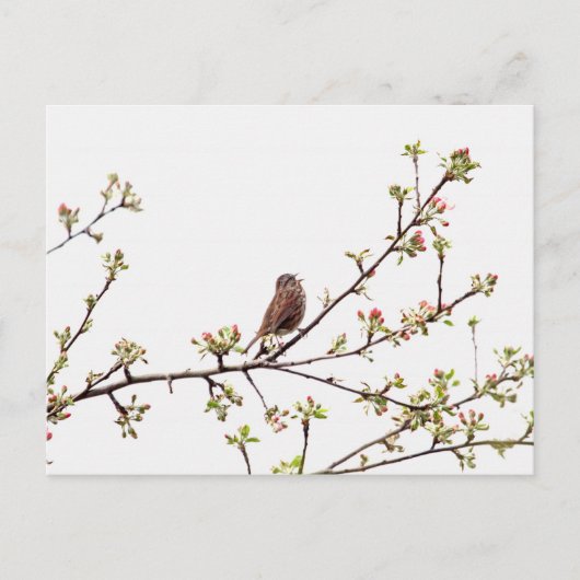Bild des Sparrow-Gesangs im blühenden Baum Postkarte (Vorderseite)