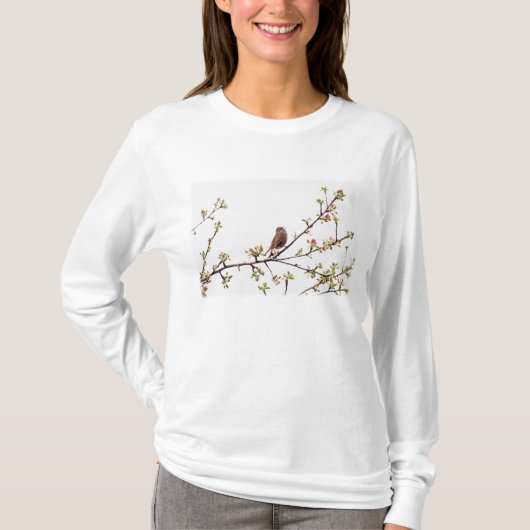 Bild des Spatzen singend in blühendem Baum T-Shirt (Vorderseite)