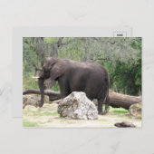 Bild einer afrikanischen Elefantenpostkarte Postkarte (Vorne/Hinten)