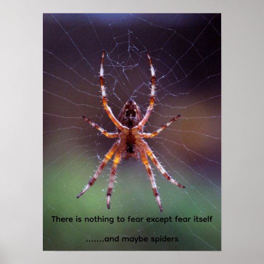 Bild einer farbenfrohen Spinne im Netz Poster (Vorne)