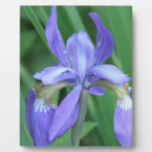 Bild einer Iris-Ebene Fotoplatte (Vorderseite)