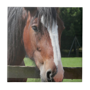 Bild einer Quarterhorse Fliese oder des Trivet