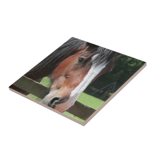 Bild einer Quarterhorse Fliese oder des Trivet (Seite)