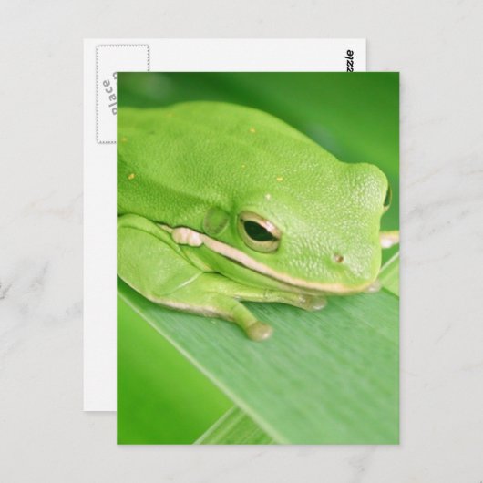 Bild einer Tree Frog-Postkarte Postkarte (Vorne/Hinten)