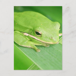Bild einer Tree Frog-Postkarte Postkarte