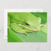 Bild einer Tree Frog-Postkarte Postkarte (Vorne/Hinten)