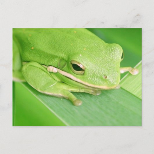 Bild einer Tree Frog-Postkarte Postkarte (Vorderseite)