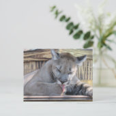 Bild eines 11 Monate alten Cougar Cub Pic Postkarte (Stehend Vorderseite)