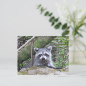 Bild eines Adorable Baby Raccoon Postkarte (Stehend Vorderseite)
