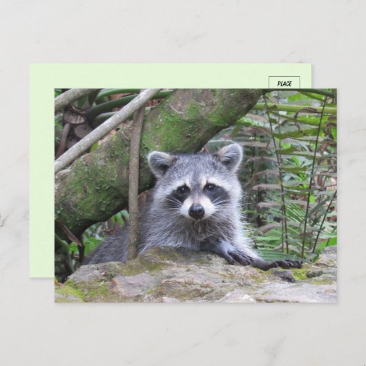 Bild eines Adorable Baby Raccoon Postkarte (Vorne/Hinten)