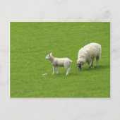 Bild eines Babyschäfts mit ihrer Mutter Postkarte (Vorderseite)