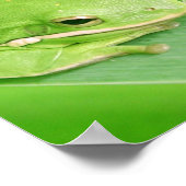 Bild eines Baumfrosch-Posters Poster (Ecke)