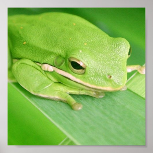 Bild eines Baumfrosch-Posters Poster (Vorne)