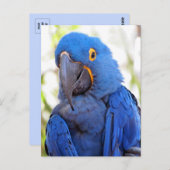 Bild eines Blue-Gold-Macaw Postkarte (Vorne/Hinten)