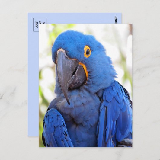 Bild eines Blue-Gold-Macaw Postkarte (Vorne/Hinten)