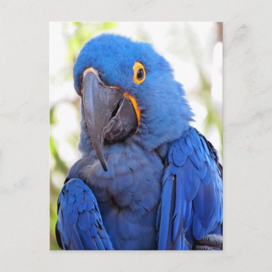 Bild eines Blue-Gold-Macaw Postkarte (Vorderseite)