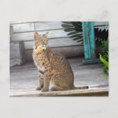 Bild eines Bobcat Postkarte (Vorderseite)