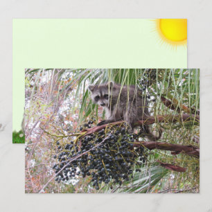Bild eines jungen Raccoon Eating Berries