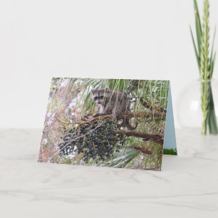 Bild eines jungen Raccoon Eating Berries Karte