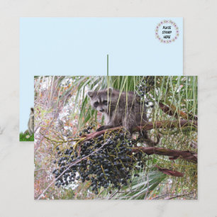 Bild eines jungen Raccoon Eating Berries Postkarte