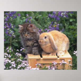 Bild eines Kätzchens und des Poster