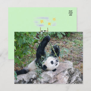 Bild eines Riesenpanda Postkarte
