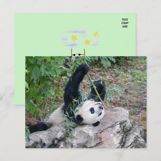 Bild eines Riesenpanda Postkarte (Vorne/Hinten)