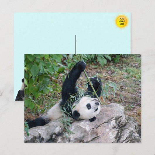 Bild eines Riesenpanda Postkarte (Vorne/Hinten)