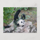Bild eines Riesenpanda Postkarte (Vorderseite)