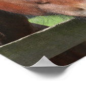 Bild eines Viertelpferdes drucken Poster (Ecke)