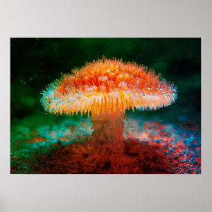 Bild eines wilden Pilzes an der Meeresbodenwand Poster