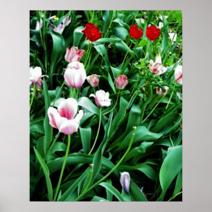 Bild mit roten und rosa Tulissen Poster