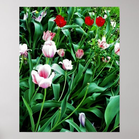 Bild mit roten und rosa Tulissen Poster (Vorne)