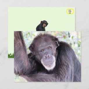 Bild von Chimpanzee Postkarte