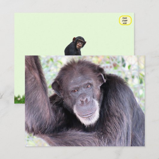 Bild von Chimpanzee Postkarte (Vorne/Hinten)