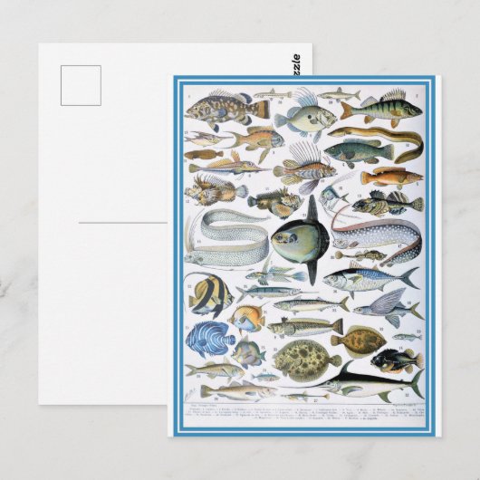 Bild von Fischwörterbüchern Postkarte (Vorne/Hinten)
