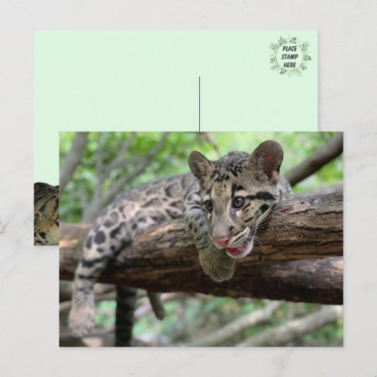 Bild von getrübtem Leoparden Cub Postkarte (Vorne/Hinten)