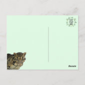 Bild von getrübtem Leoparden Cub Postkarte (Rückseite)