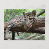 Bild von getrübtem Leoparden Cub Postkarte (Vorderseite)