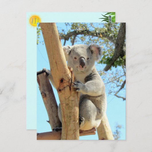 Bild von Koala - Australian Wildlife Fotografy Postkarte (Vorne/Hinten)