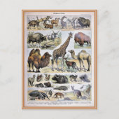 Bild von Säugetier-Wörterbüchern Postkarte (Vorderseite)