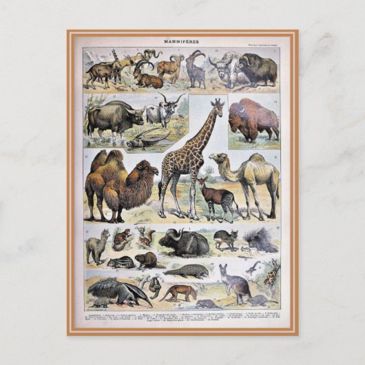 Bild von Säugetier-Wörterbüchern Postkarte (Vorderseite)