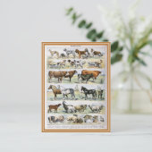 Bild von Säugetier-Wörterbüchern Postkarte (Stehend Vorderseite)